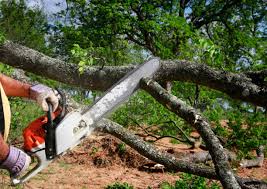  Bagdad, FL Tree Removal Pros