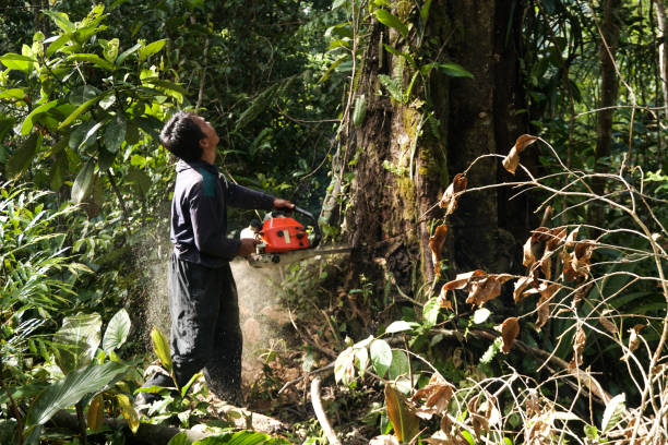 How Our Tree Care Process Works  in  Bagdad, FL